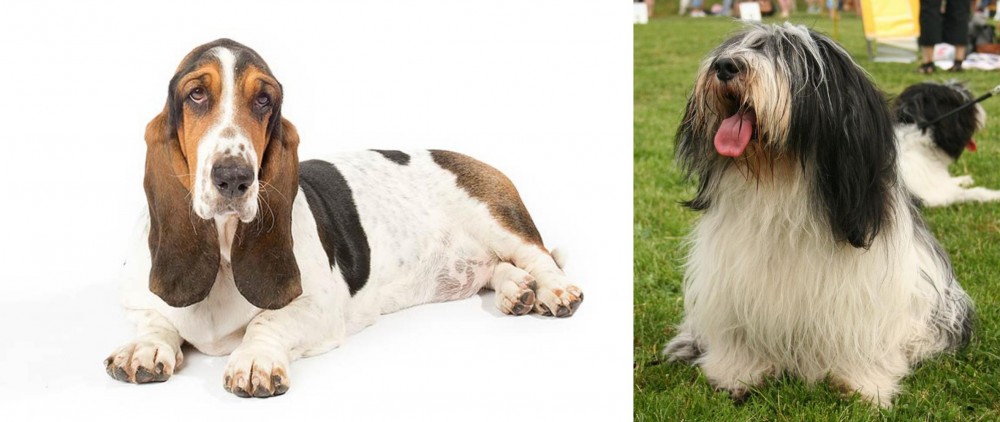 Polish Lowland Sheepdog vs Basset Hound - Breed Comparison