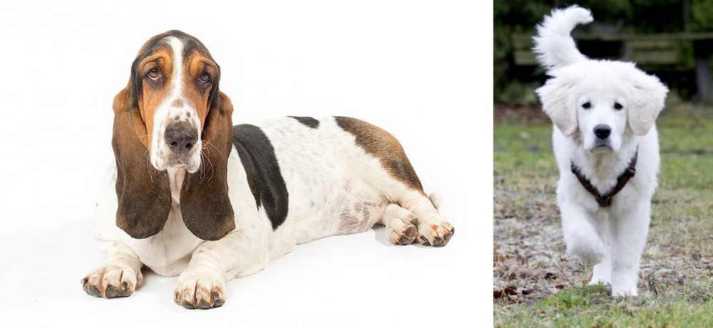Polish Tatra Sheepdog vs Basset Hound - Breed Comparison