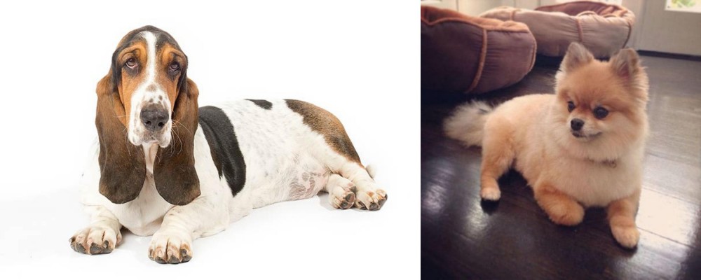 Pomeranian vs Basset Hound - Breed Comparison
