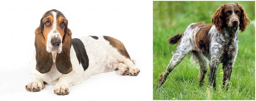 Pont-Audemer Spaniel vs Basset Hound - Breed Comparison