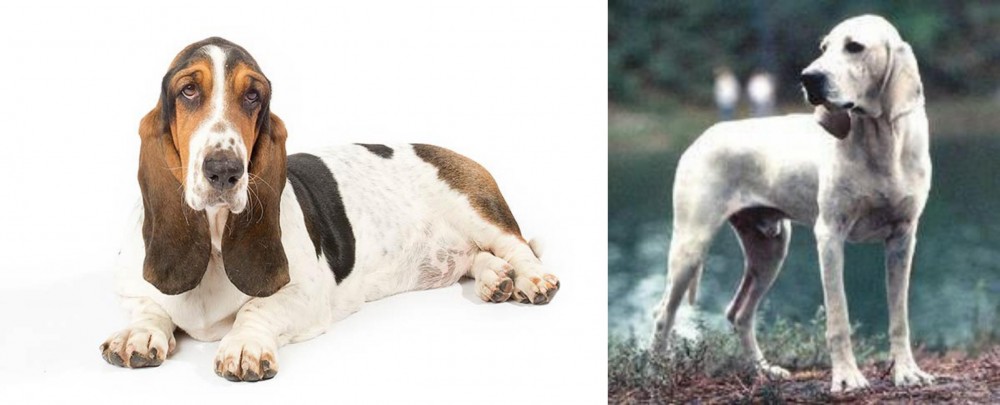 Porcelaine vs Basset Hound - Breed Comparison