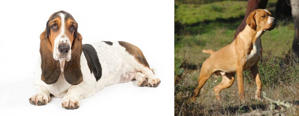 Portuguese Pointer vs Basset Hound - Breed Comparison