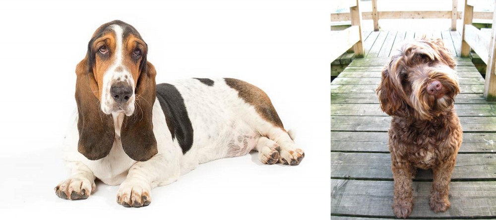Portuguese Water Dog vs Basset Hound - Breed Comparison