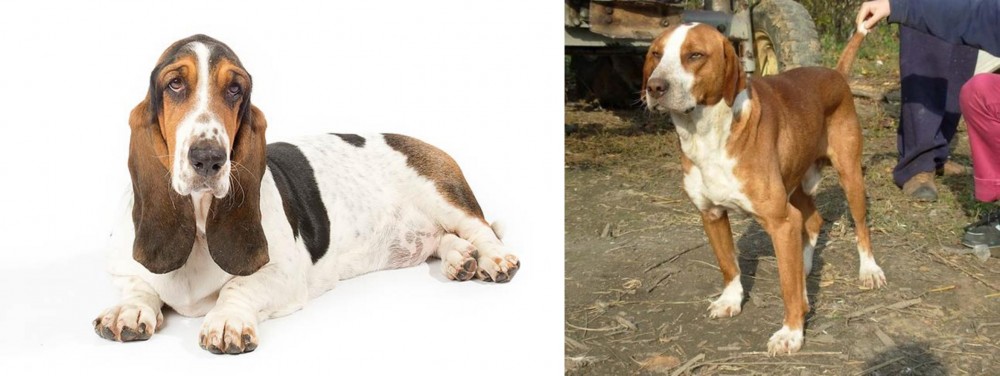 Posavac Hound vs Basset Hound - Breed Comparison