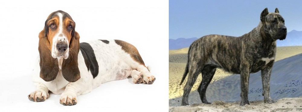 Presa Canario vs Basset Hound - Breed Comparison