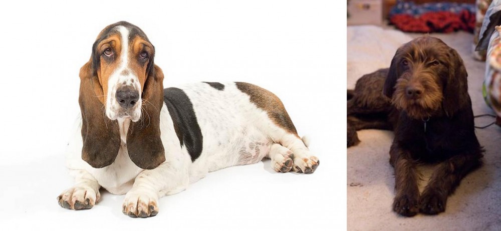 Pudelpointer vs Basset Hound - Breed Comparison
