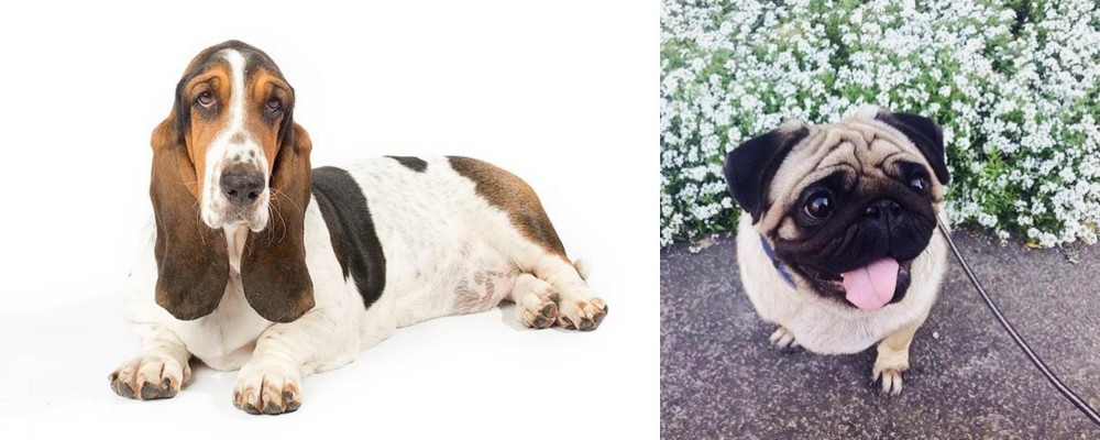 Pug vs Basset Hound - Breed Comparison