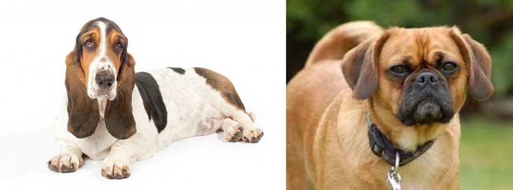 Pugalier vs Basset Hound - Breed Comparison
