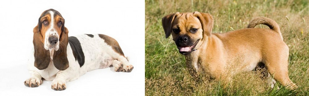 Puggle vs Basset Hound - Breed Comparison