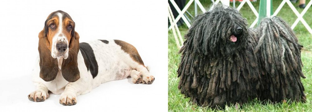 Puli vs Basset Hound - Breed Comparison