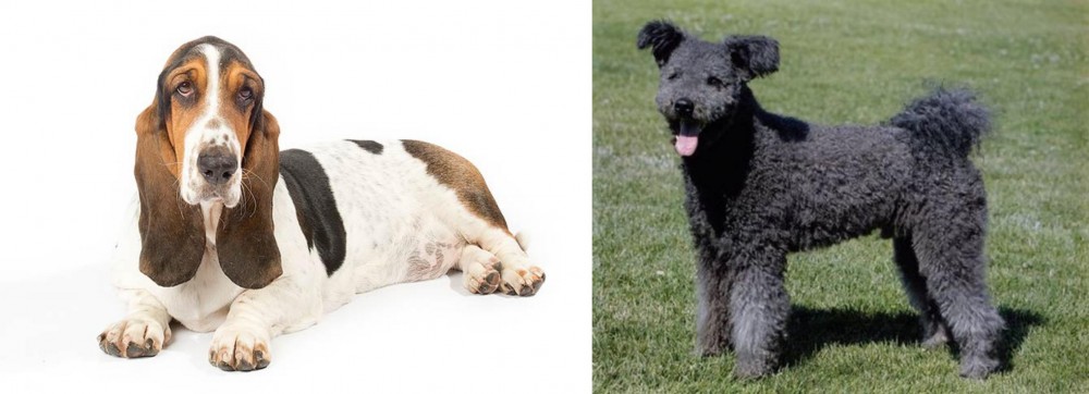 Pumi vs Basset Hound - Breed Comparison