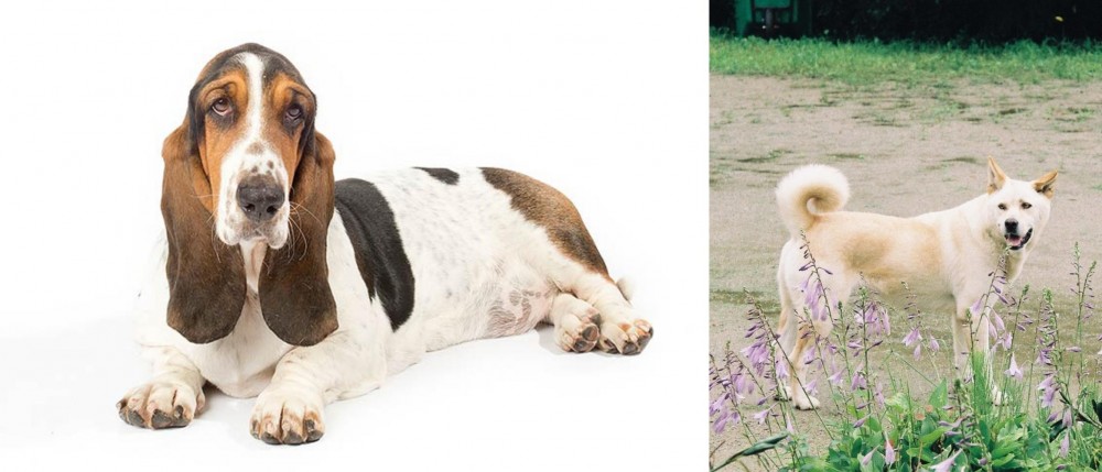 Pungsan Dog vs Basset Hound - Breed Comparison