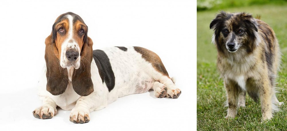 Pyrenean Shepherd vs Basset Hound - Breed Comparison
