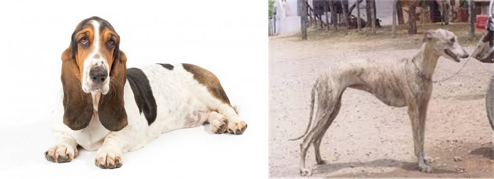 Rampur Greyhound vs Basset Hound - Breed Comparison