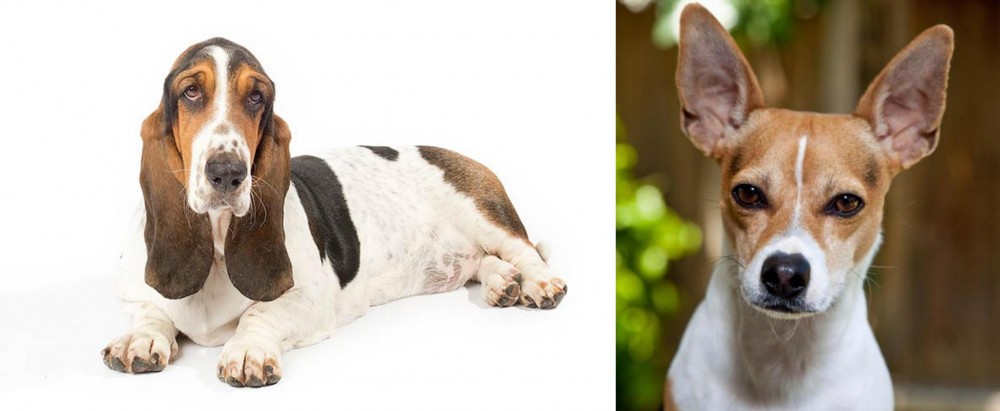 Rat Terrier vs Basset Hound - Breed Comparison