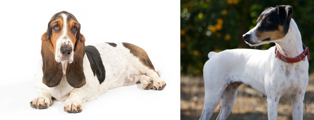 Ratonero Bodeguero Andaluz vs Basset Hound - Breed Comparison