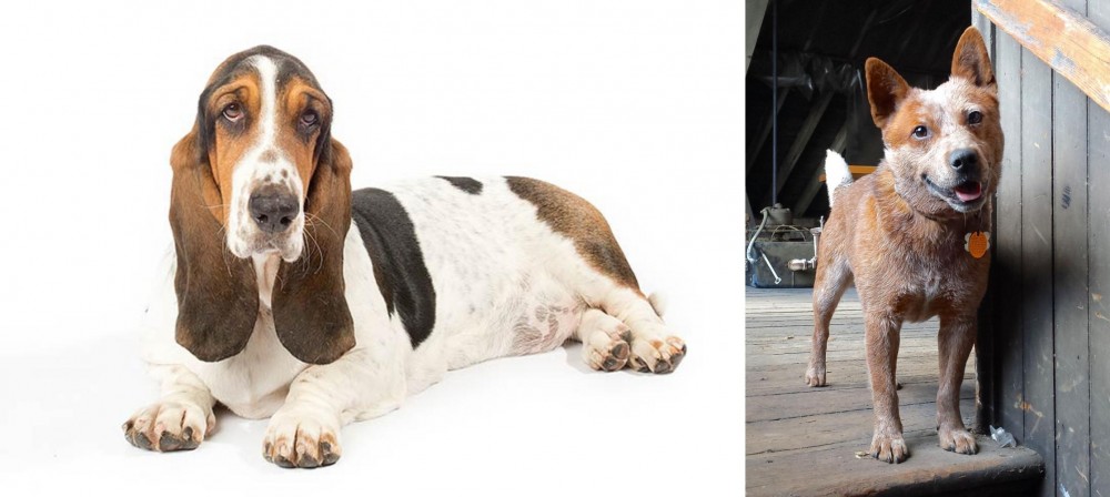 Red Heeler vs Basset Hound - Breed Comparison