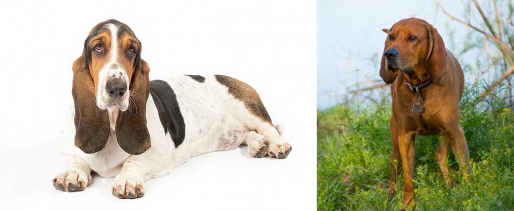 Redbone Coonhound vs Basset Hound - Breed Comparison