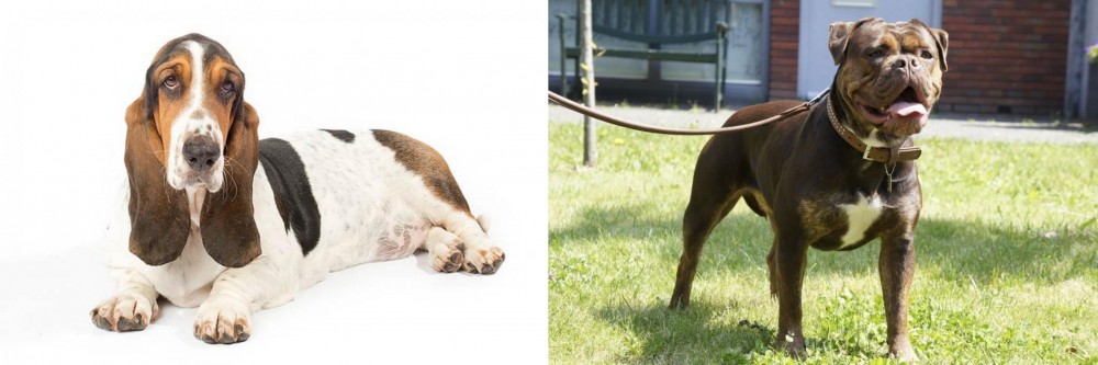 Renascence Bulldogge vs Basset Hound - Breed Comparison
