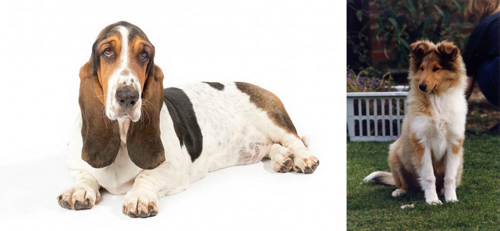 Rough Collie vs Basset Hound - Breed Comparison