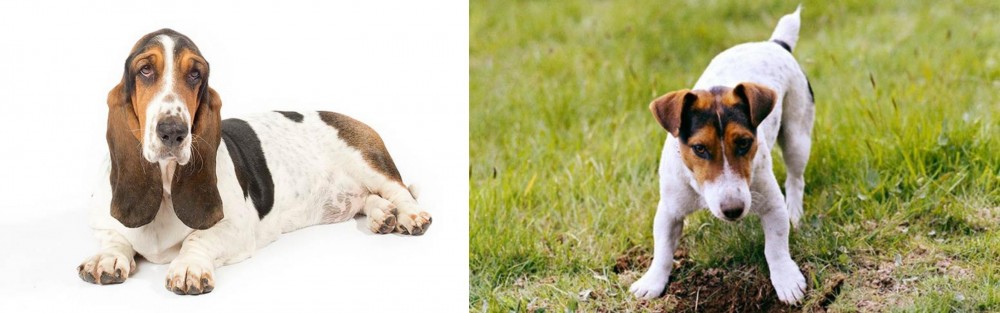Russell Terrier vs Basset Hound - Breed Comparison