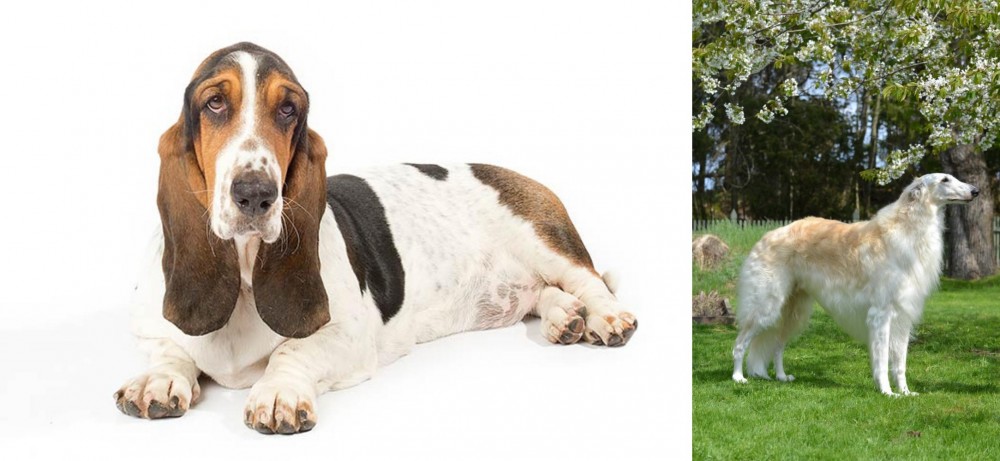 Russian Hound vs Basset Hound - Breed Comparison