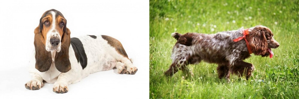 Russian Spaniel vs Basset Hound - Breed Comparison