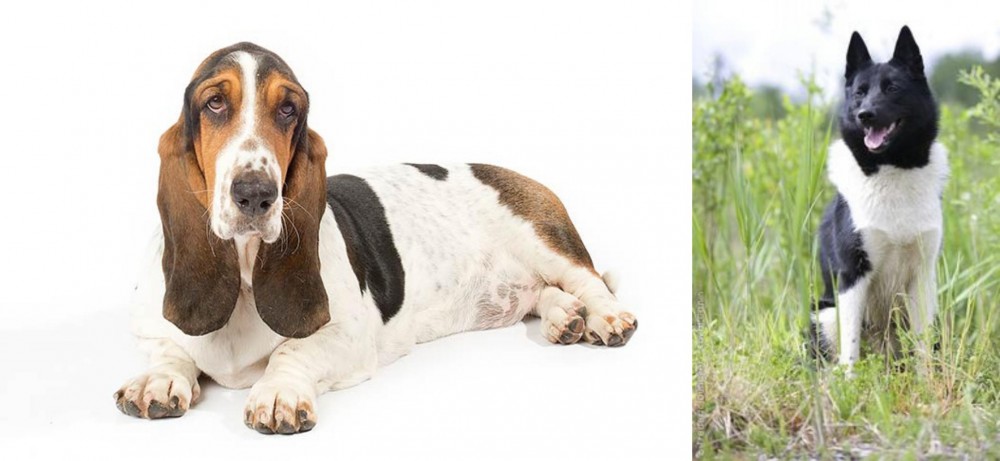 Russo-European Laika vs Basset Hound - Breed Comparison