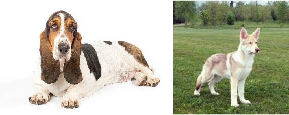 Saarlooswolfhond vs Basset Hound - Breed Comparison