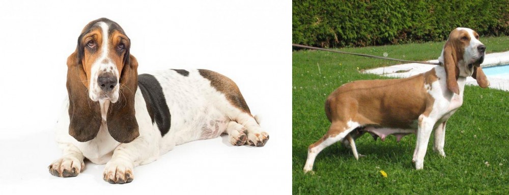 Sabueso Espanol vs Basset Hound - Breed Comparison