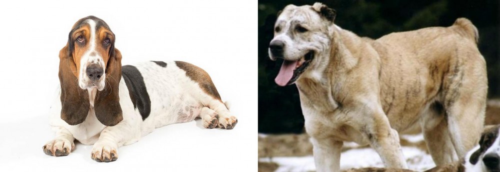 Sage Koochee vs Basset Hound - Breed Comparison