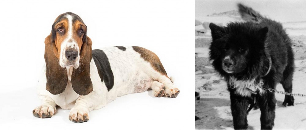 Sakhalin Husky vs Basset Hound - Breed Comparison