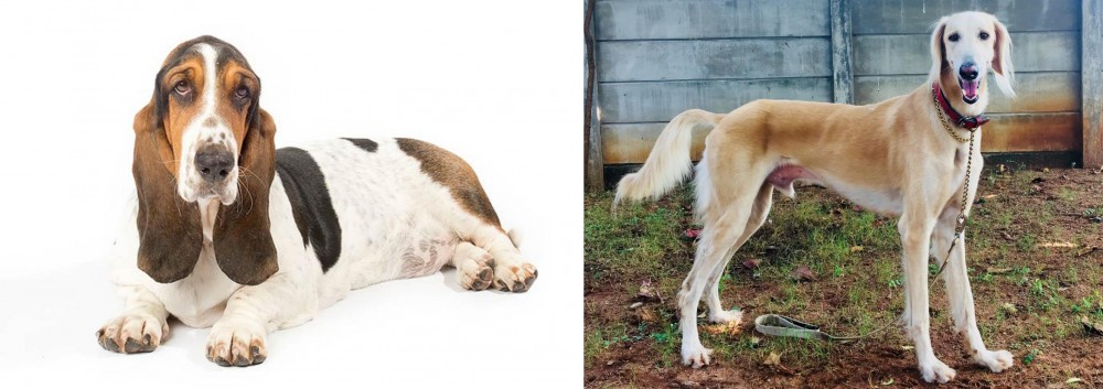 Saluki vs Basset Hound - Breed Comparison