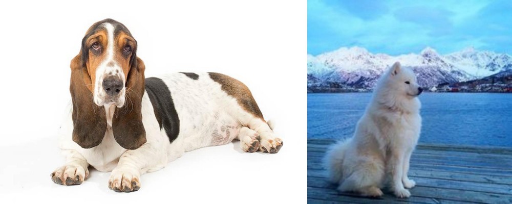 Samoyed vs Basset Hound - Breed Comparison