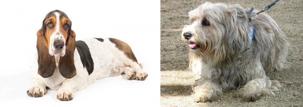 Sapsali vs Basset Hound - Breed Comparison