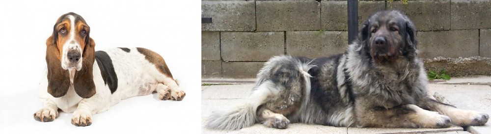 Sarplaninac vs Basset Hound - Breed Comparison