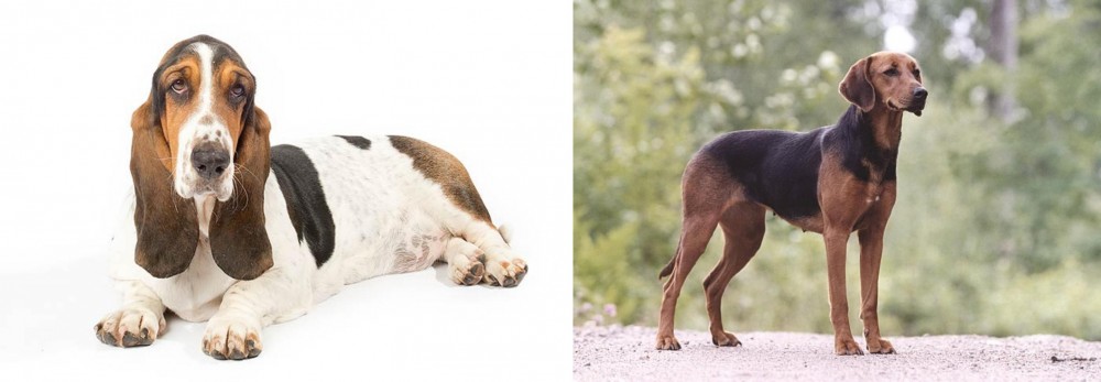 Schillerstovare vs Basset Hound - Breed Comparison