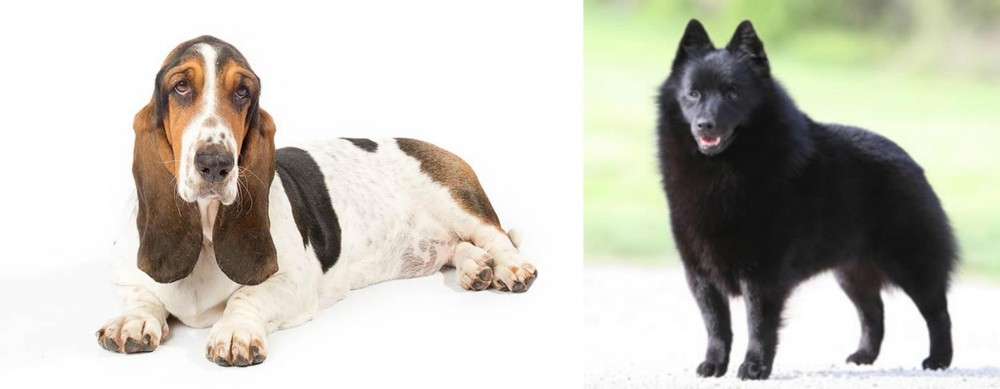 Schipperke vs Basset Hound - Breed Comparison