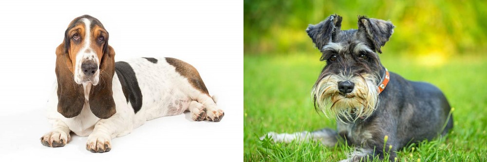 Schnauzer vs Basset Hound - Breed Comparison