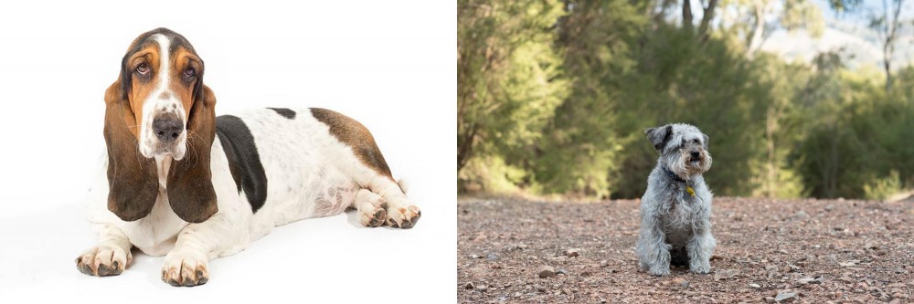 Schnoodle vs Basset Hound - Breed Comparison