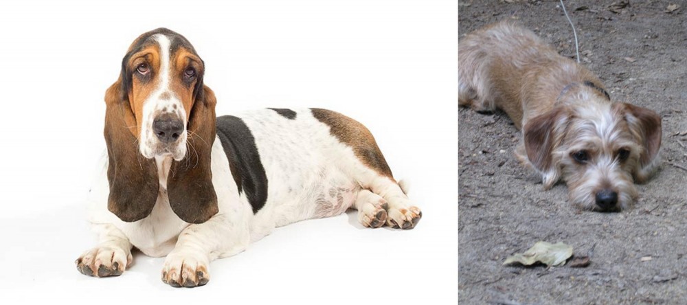 Schweenie vs Basset Hound - Breed Comparison