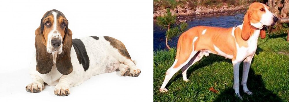 Schweizer Laufhund vs Basset Hound - Breed Comparison