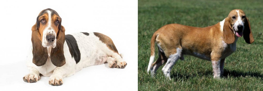 Schweizer Niederlaufhund vs Basset Hound - Breed Comparison