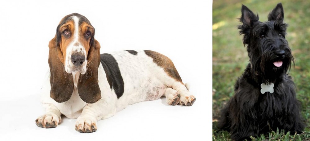 Scoland Terrier vs Basset Hound - Breed Comparison