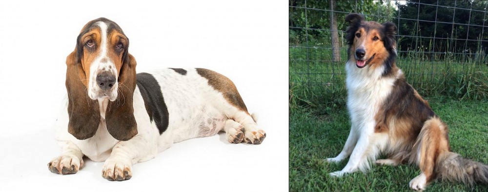 Scotch Collie vs Basset Hound - Breed Comparison