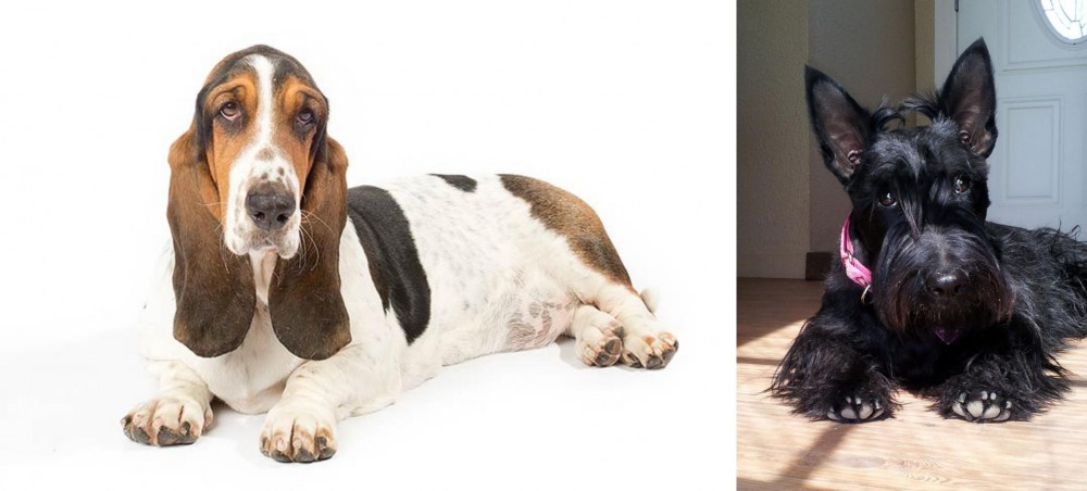 Scottish Terrier vs Basset Hound - Breed Comparison