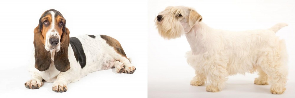 Sealyham Terrier vs Basset Hound - Breed Comparison