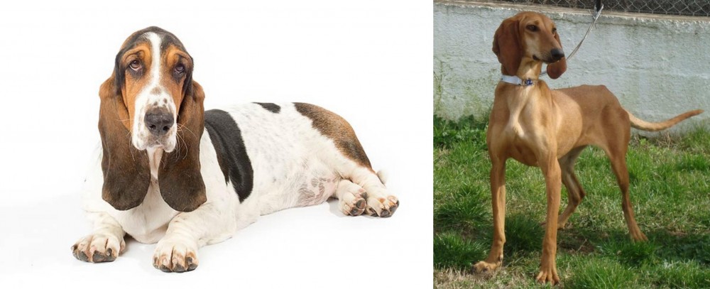 Segugio Italiano vs Basset Hound - Breed Comparison