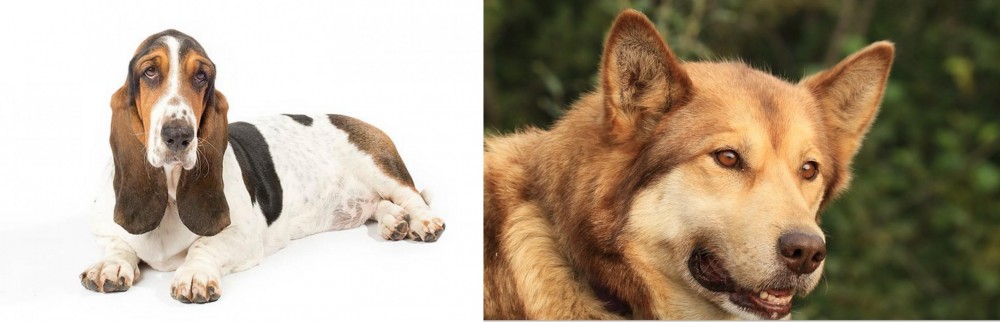 Seppala Siberian Sleddog vs Basset Hound - Breed Comparison