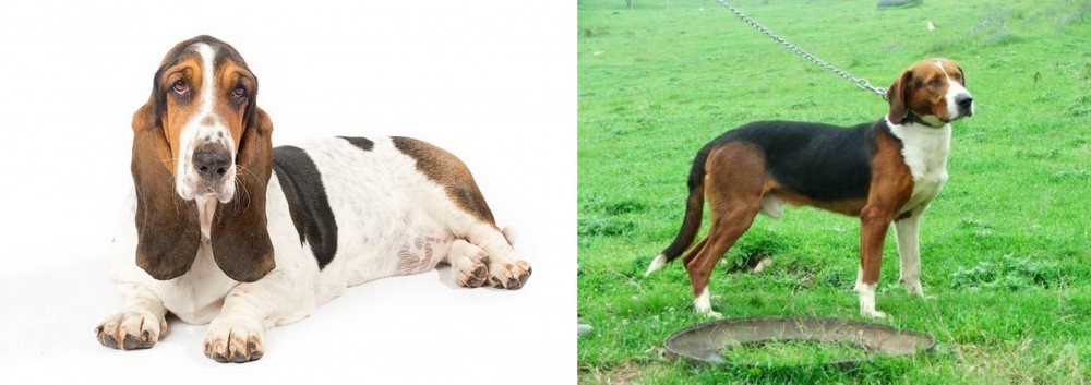 Serbian Tricolour Hound vs Basset Hound - Breed Comparison
